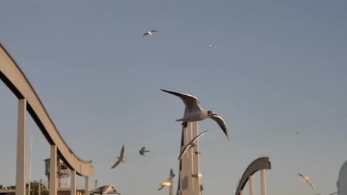 seagulls frying slow motion above marina waterfront skyline against blue sky