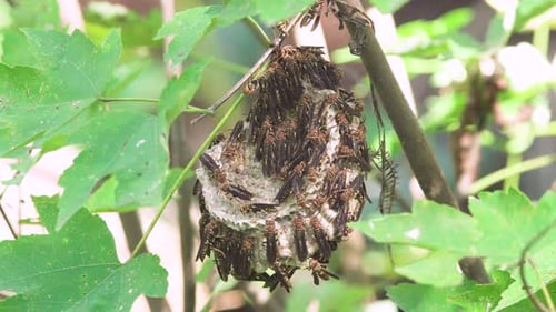 wasp nest on branch amongst foliage