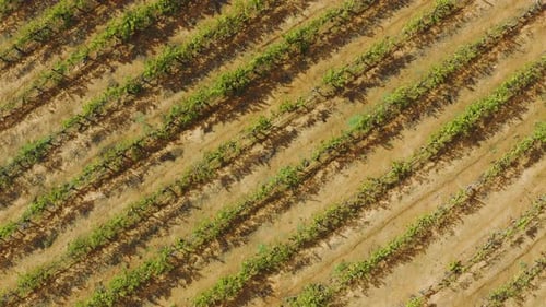 4k drone footage of rows of plants on a farm