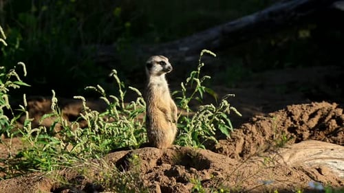 Süße Erdmännchen sonnen sich in den morgendlichen Sonnenstrahlen im südafrikanischen Wildtierreservat