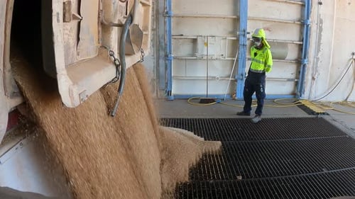 Grain after Harvest unloading over grid in factory. Close up shot. Worker with mask watching. Storag
