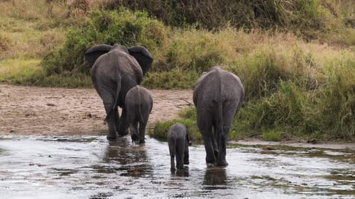 Elephant family crossing Tarangire River in Tanzania