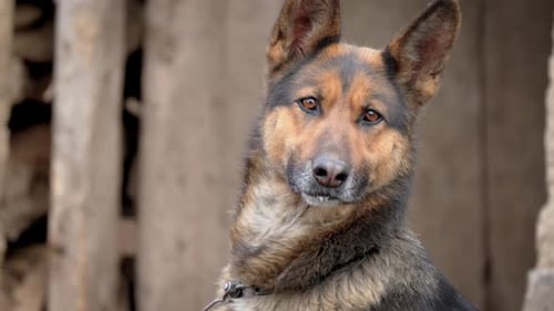 Dog on Leash Attentively Looks Into Camera Portrait German Shepherd with Wet Nose Close Up