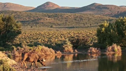 A lone buffalo drinking at a watering hole in South Africa