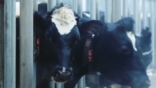 Cow Head Closeup/Interior of the Modern Cow Farm/Milk Cow in Barn/Dairy Farm/Cow