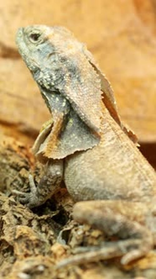 Lézard à col volanté et lézard à queue épineuse posés sur un rocher