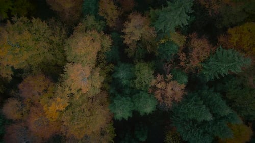 Colorful Autumn Tree Nature Landscape Scenery Background