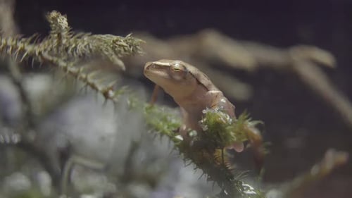 Asia Common Tree Frog, four-lined tree frog from asia (Polypedates leucomystax) is sitting on a bran