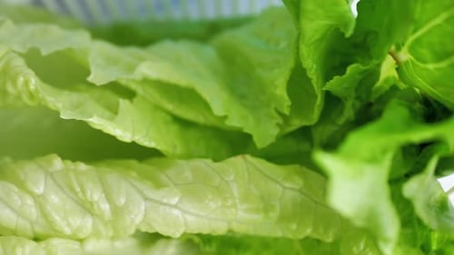 Closeup Footage of Camera Slowly Moving Between Fresh Green Lettuce of Cabbage Leaves