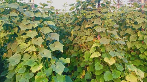 Fresh cucumber plants are green