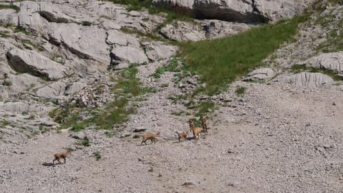 Manada de rebecos caminando por una meseta rocosa en lo alto de las montañas. (4K)