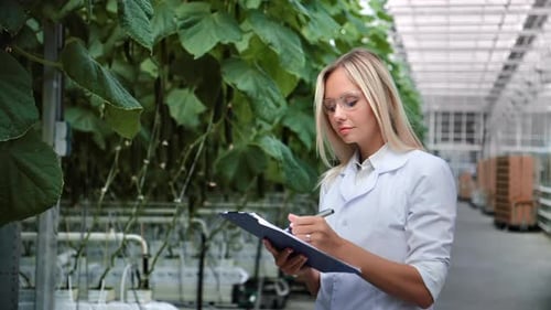 Scientist Inspecting Cucumber Plants in Commercial Greenhouse