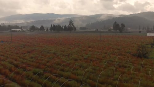 Cultivated fields for agriculture and foggy covered mountains