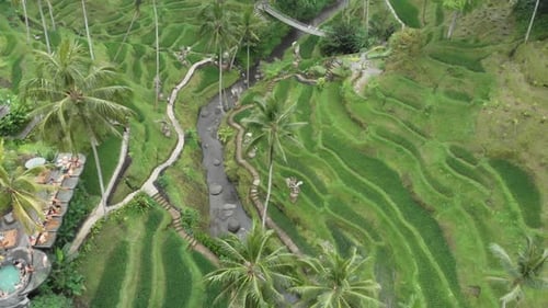 Tegallalang rice fields Ubud Bali Indonesia