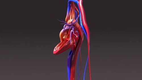 Anatomische Darstellung des menschlichen Kreislaufsystems mit Herz