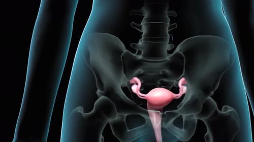 Female Reproductive System Anatomy Medical Animation
