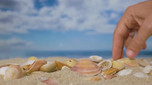 a Hand Sorting Seashells