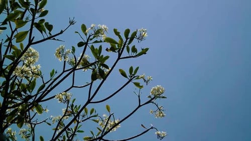 Tropical Tree with White Blossoms Against Blue Sky