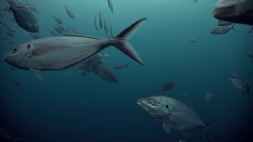 Great White Shark Carcharodon carcharias Neptune Islands South Australia 4k slow motion 50fps