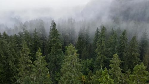 Flying over a fog covered forest in Oregon