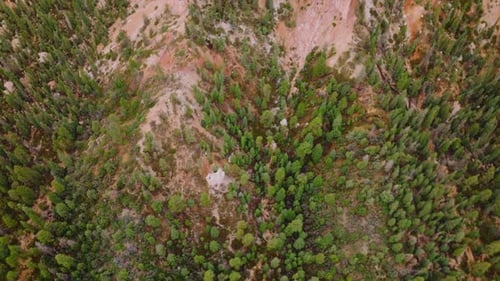 Rocky scenery of Bryce National Park covered with green pine trees, little bushes and moss.