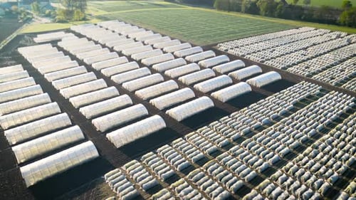 Protective foil net over crops on agricultural field to protect against cold and birds