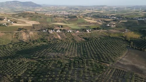 aerial Sicily Italy olive tree plantation for olive oil production hills landscape with wind turbine