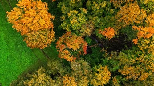 Colorful forest in autumn top view. Aerial view of autumn forest with drone