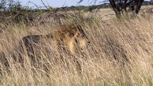 Lion Standing Tall in Golden Grass