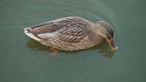 Duck swimming and drinking water from pond. Duck pond with water birds. Flock of ducks