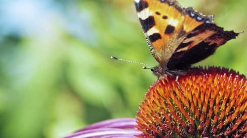 Extreme close up macro shot of orange Small tortoiseshell butterfly sitting on purple coneflower and