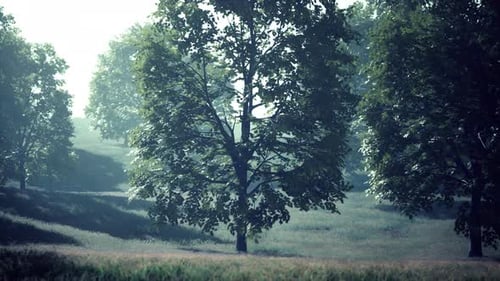 Green Park in City at Sunset