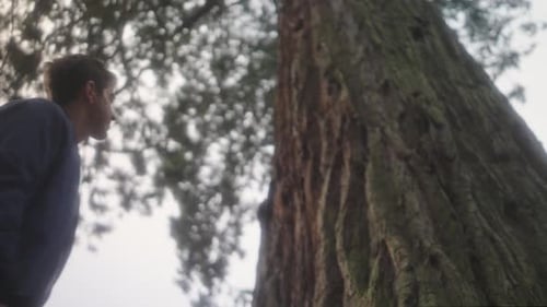 Hombre mirando un árbol