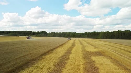 Harvester Machine to Harvest Wheat Field Working
