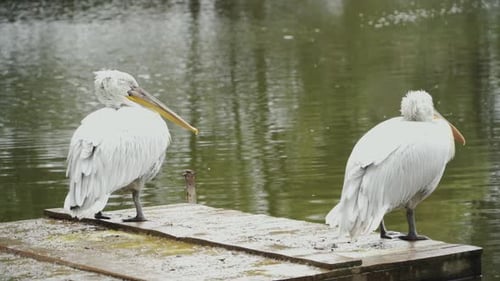 Close shot of two rosy pelican birds pecking itching its feather and body with its beak