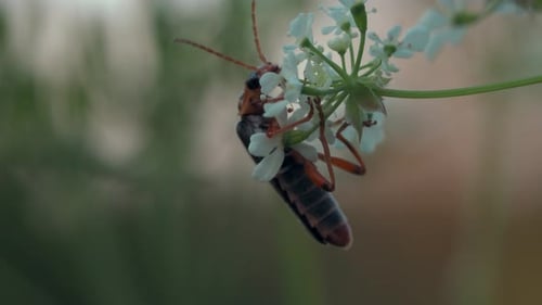 A Landscape with Large Insects with Long Whiskers