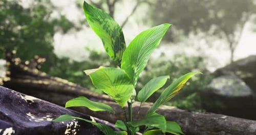 Lush Green Plant Thriving in a Serene Forest Environment During Daylight