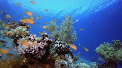 Reef Coral Tropical Sea