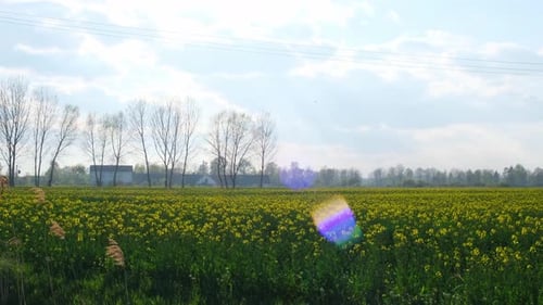 Gorgeous Yellow Canola Field Blooming Rapeseed Farm Backlit with Sunset Light