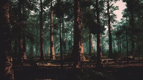 Silent Woodland Cloaked in Fog Peaceful Forest Shrouded By Shadows and Mist