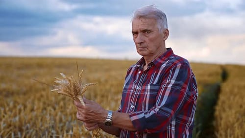 Male aged Caucasian farmer holding a bouquet of ripe ears of wheat in hands.
