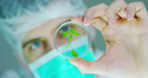 A scientist in a laboratory analyzes the soil and the plants inside to collect the plant DNA. Conc