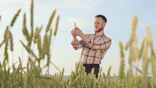 Farmer Examining Wheat Crop in Agricultural Field
