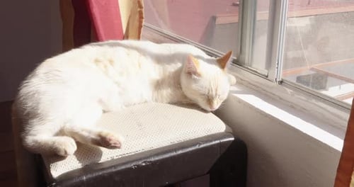 White Cat Napping Peacefully on Stool by Window