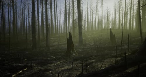 Forest Landscape After Wildfire with Charred Trees and Misty Atmosphere