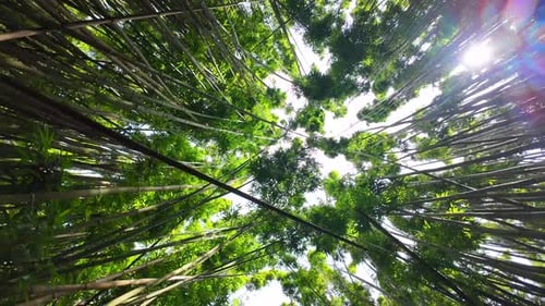 High bamboo trees in Maui.