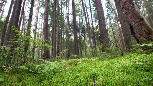 Beautiful green swampy glade in the forest. Bottom view.
