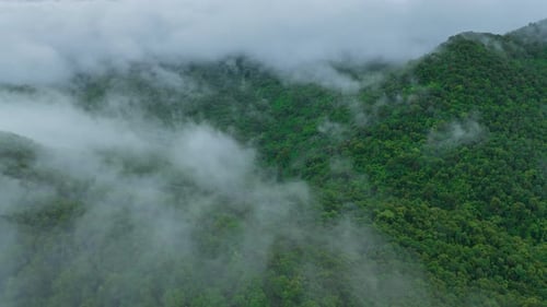 White fog or clouds moving over the green forest below.