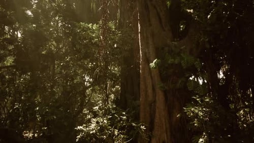 Explore the Lush Jungle Landscape of Vietnam with Vibrant Foliage and Sunlight