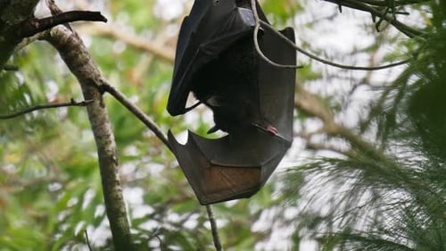 Nahaufnahme eines fliegenden Fuchses, der seinen Flügel putzt, während er tagsüber kopfüber in einem Baum hängt